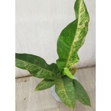 Anthurium variegated sp 2