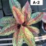 Aglaonema  20 Karat A-2