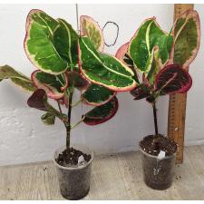 Кодиеум Чом пу та вип / Codiaeum A13 Chom poo tha weep