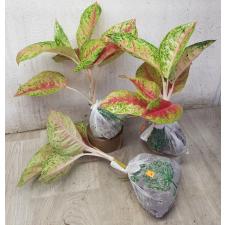 Aglaonema Maha Sethee A-80