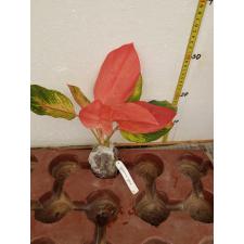 Aglaonema Chang Daeng (mutation)(No.2)14