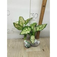Aglaonema Anyamanee - White A-12