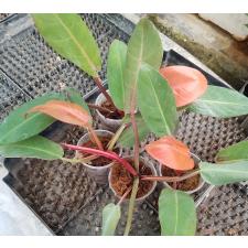 Philodendron red sun стакан 650p