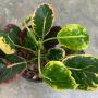 Codiaeum Chao Mueng