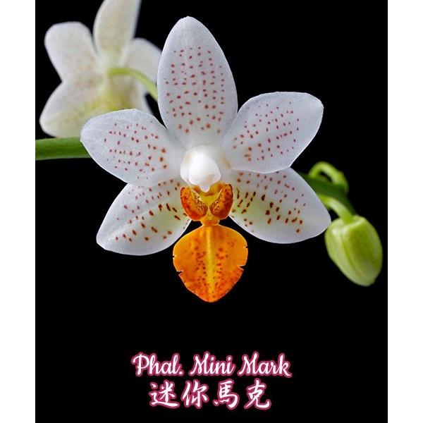 Phal. Mini Mark 2.5"