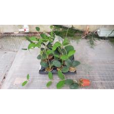 hoya australis 6 cm pot
