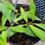 Hoya mirabilis (#872).