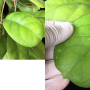 Hoya cv. Viola (#882).