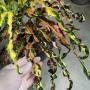 Codiaeum Soo Tassana.