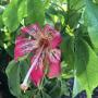 Chorisia speciosa (Silk floss tree).