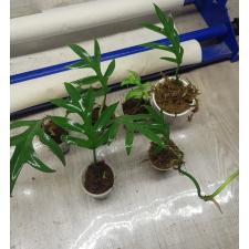 PHILODENDRON DISTANTILOBUM CINDERELLA S 550p