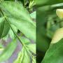 Wrightia sp.(yellow flower)