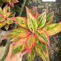 Aglaonema  Aurora - Orange A-6
