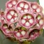 Hoya archboldiana No.2 Pink     10