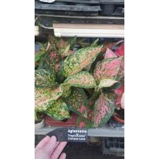 Aglaonema crimson love 12 cm pot