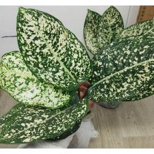 Aglaonema world heritage A-111