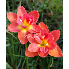 Zephyranthes Sudteerak