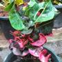 Codiaeum Manee Mekala