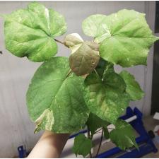 Hibiscus tiliaceus variegated Tricolor 136/1 по 2200р