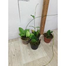 hoya crassipetiolata splash S pot