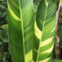 Heliconia 'Golden Torch' variegated