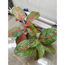 Aglaonema sp T4 Sombat Siam pink 900p