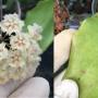Hoya erythrina (big leaf)               744