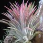 T. ionantha 'Pink' 136