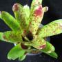 Neoregelia Cheers (Bromeliad) 204