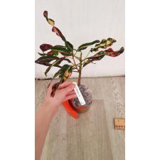 Codiaeum Bang Yai Twist 65 okt. Уценка 1300p