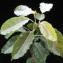 Ficus sp.(T30) Nakorn Pathom Thailand