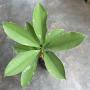 Alstonia scholaris albomarginata (grafted)