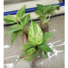epipremnum aureum variegated s 