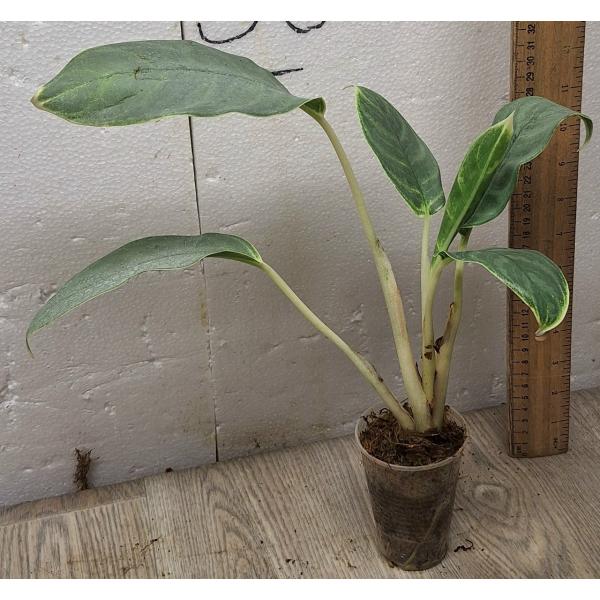 Аглаонема Иккую-сан / Aglaonema Ikkyu-san A-33 (S)