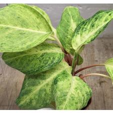 Аглаонема Желтый Монгкон / Aglaonema Yellow Mongkon A-115