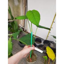 Syngonium macrophylla 'Dark Night' 672/1