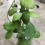Hoya waymaniae No.2 (round leaf) Orange         235