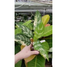 Aglaonema commutatum 'Bangkok Dream 13