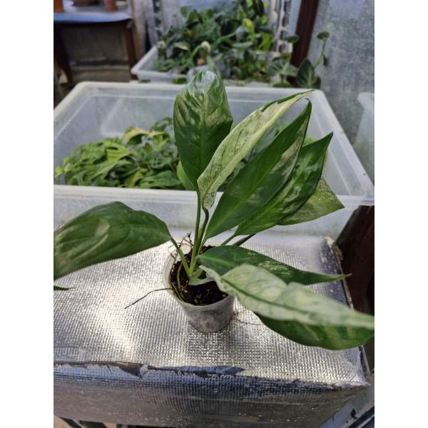 Spatiphyllum sp New One