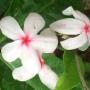 Kopsia fruticosa x pruniformis (TF)