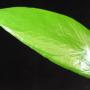 Hoya sp.668 PNG         668