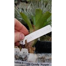 Neoregelia Chiquita Linda
