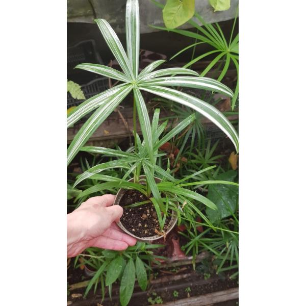 Куперус сп. варегатный / Cyperus sp. variegated