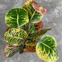 Codiaeum Bang Pra