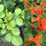 Tecoma capensis(orange)