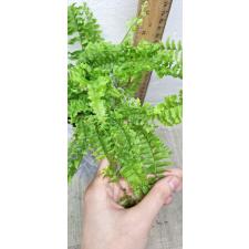 Nephrolepis exaltata 'Spiral leaf' (M)