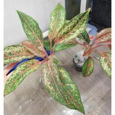 Aglaonema SP-5 20 Karat