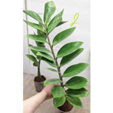 Замиокулкас замифолия варегатная (короткий лист) / Zamioculcas zamiifolia variegated (short leaf) (M)