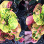Codiaeum Ploen Chit.