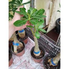 Adenium sp 8166
